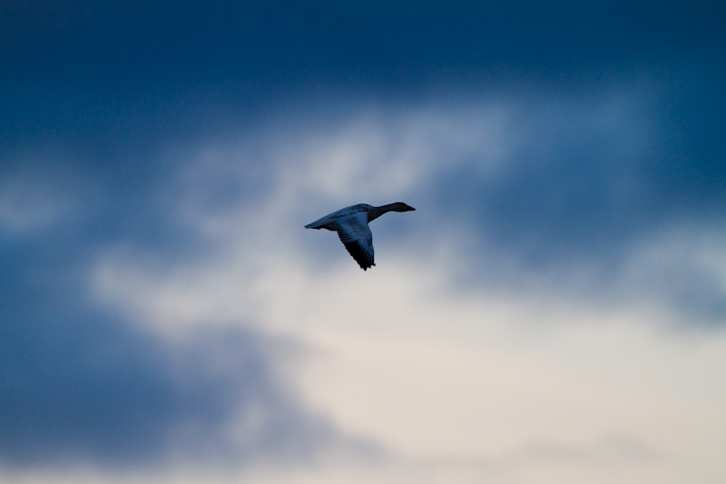 Snow Goose In Flight